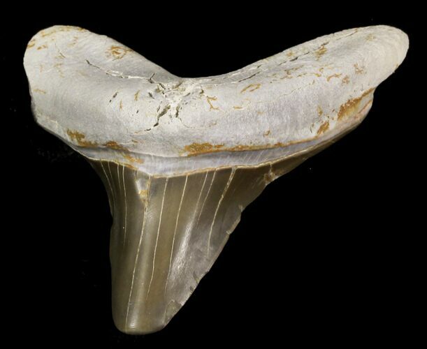Cretaceous Cretoxyrhina Shark Tooth - Kansas #31641